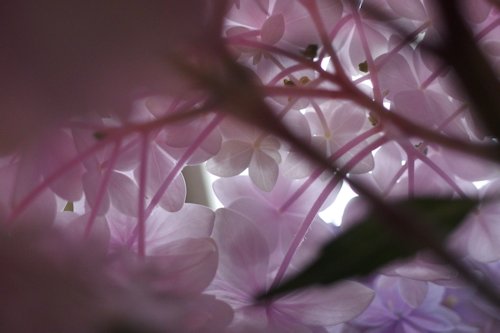 紫陽花の中.JPG
