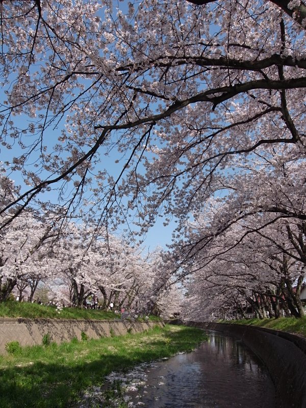 見上げる桜.jpg
