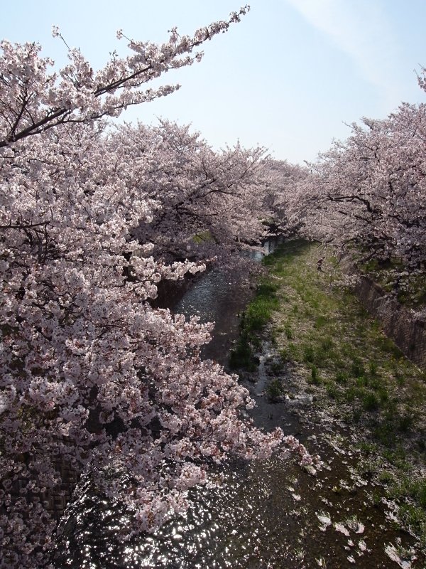 見下ろす桜.jpg